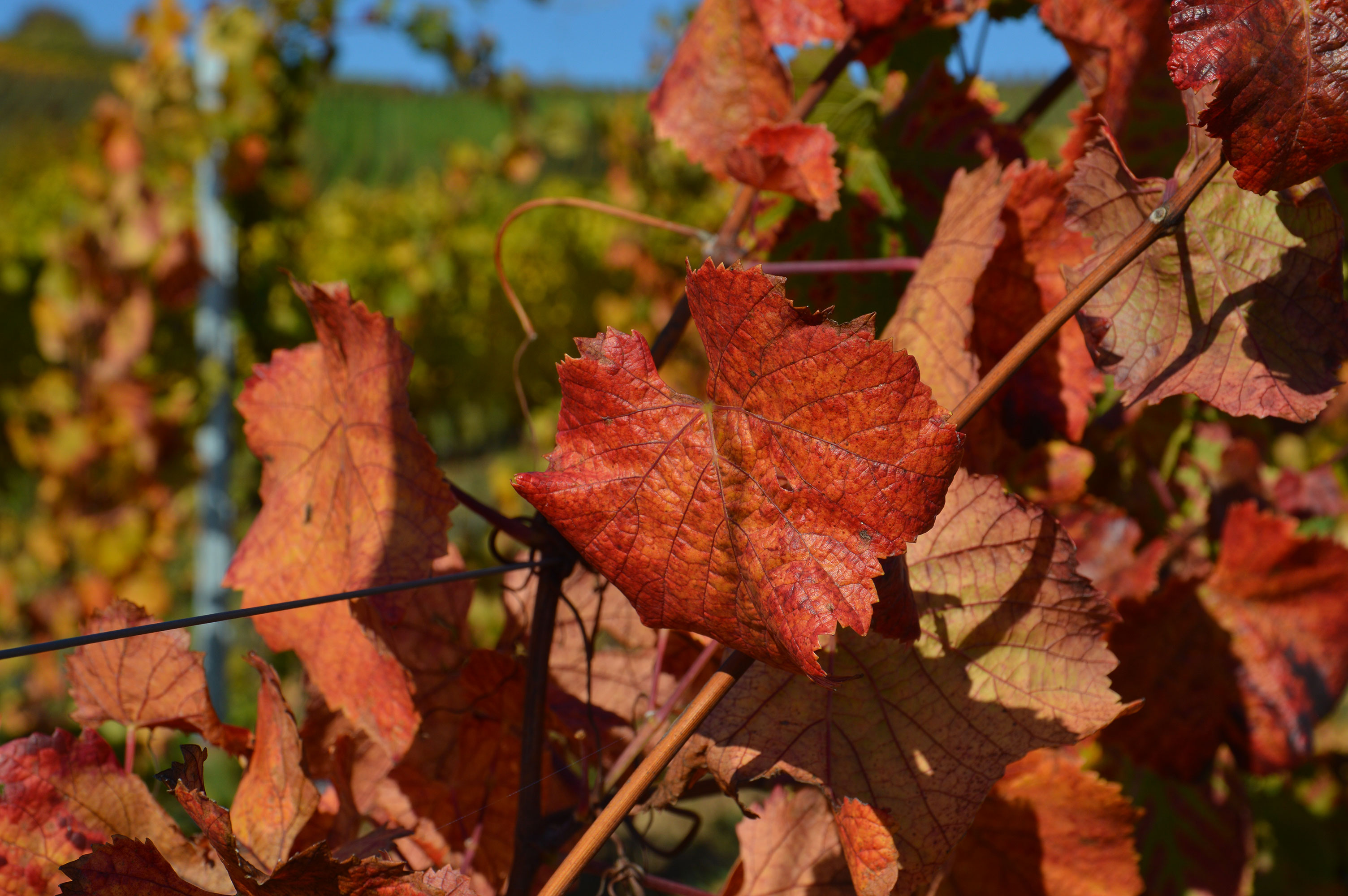 nächste Weinwanderung