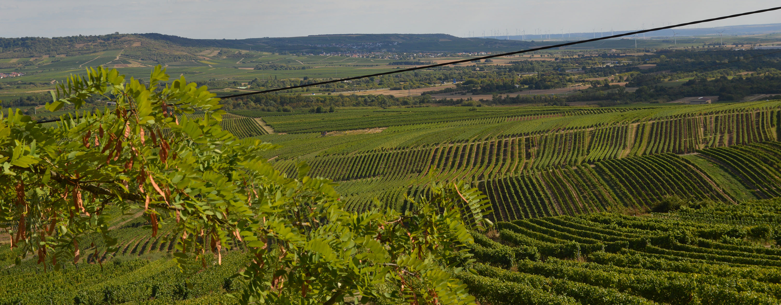 Weinreisen